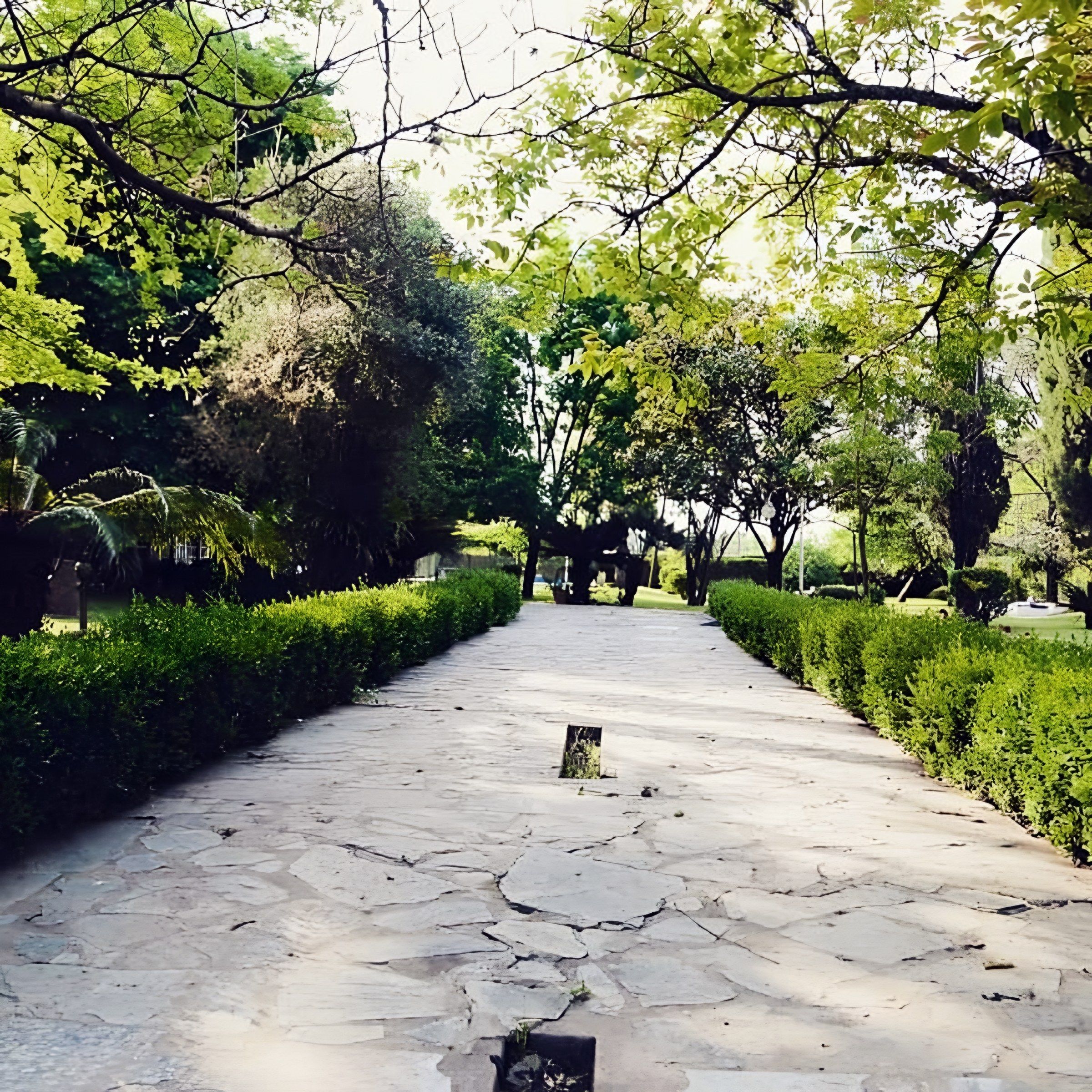 Camino de piedra entre cercos verdes en el parque de la quinta