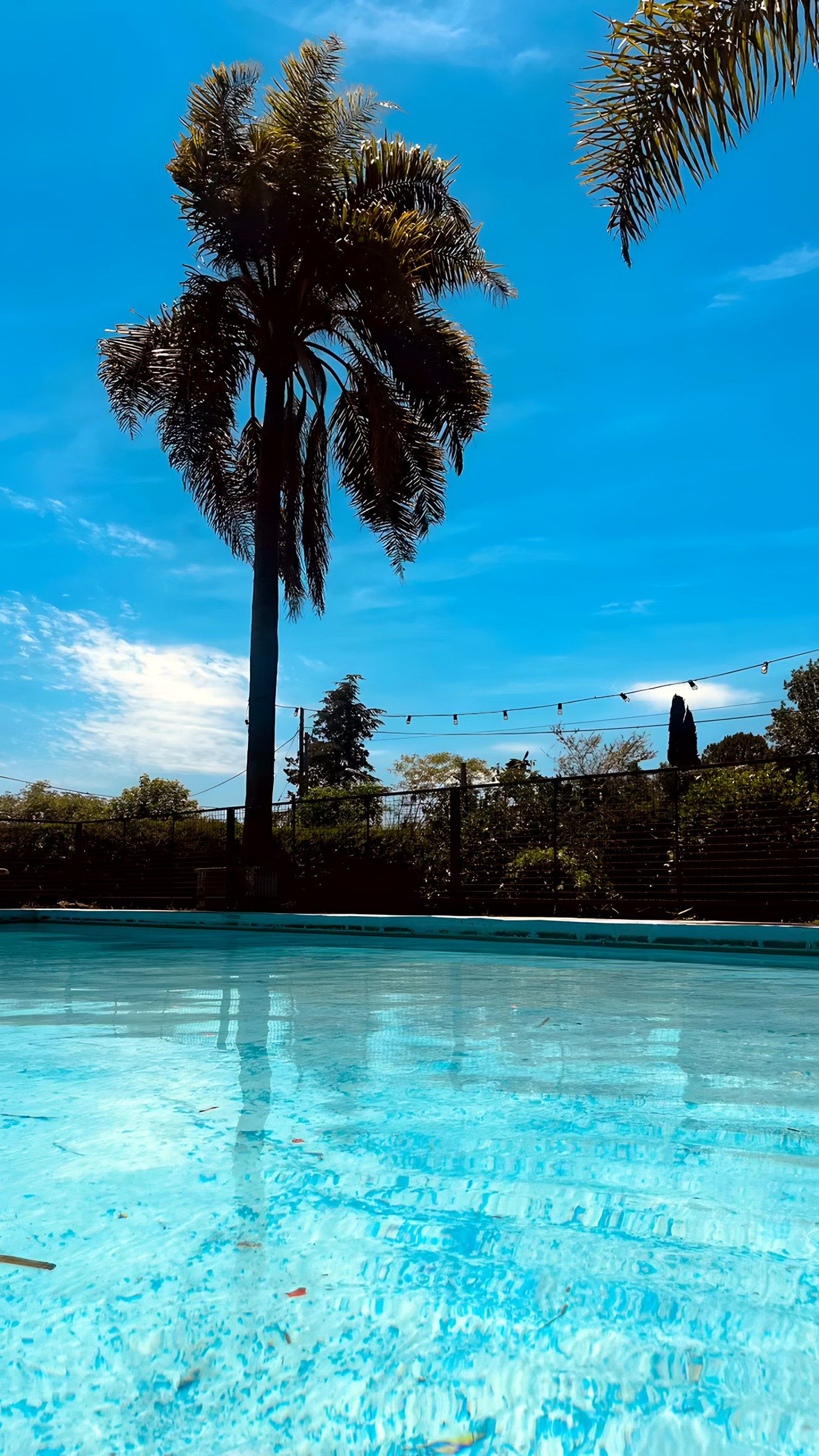 Pileta con palmera y cielo azul en la quinta de Tortuguitas